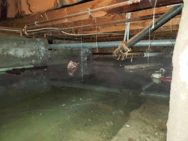 Best Basement water damage restoration  in Van Horn, TX