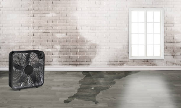 Best Professional water damage repair  in Van Horn, TX